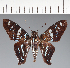  (Hesperiidae_gen sp. CF257 - CFC28699)  @11 [ ] copyright (2023) Center For Collection-Based Research Center For Collection-Based Research