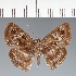  (Hesperiidae_gen sp. CF180 - CFC28843)  @11 [ ] copyright (2023) Center For Collection-Based Research Center For Collection-Based Research