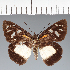  (Hesperiidae_gen sp. CF484 - CFC28924)  @11 [ ] copyright (2023) Center For Collection-Based Research Center For Collection-Based Research