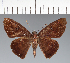  (Hesperiidae_gen sp. CF574 - CFC28931)  @11 [ ] copyright (2023) Center For Collection-Based Research Center For Collection-Based Research