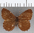  ( - CFC29029)  @11 [ ] copyright (2020) Christer Fahraeus Center For Collection-Based Research