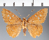 (Hesperiidae_gen sp. CF664 - CFC29041H)  @11 [ ] copyright (2023) Center For Collection-Based Research Center For Collection-Based Research