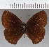  ( - CFC29111)  @11 [ ] copyright (2021) Center For Collection-Based Research Center For Collection-Based Research