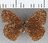 (Forsterinaria pilosa - CFC29115)  @11 [ ] copyright (2020) Christer Fahraeus Center For Collection-Based Research