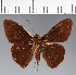  (Hesperiidae_gen sp. CF584 - CFC29133)  @11 [ ] copyright (2023) Center For Collection-Based Research Center For Collection-Based Research