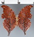  (Zaretis sp. CF05 - CFC29174)  @11 [ ] copyright (2023) Center For Collection-Based Research Center For Collection-Based Research