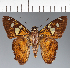  (Hesperiidae_gen sp. CF187 - CFC29184)  @11 [ ] copyright (2023) Center For Collection-Based Research Center For Collection-Based Research