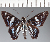 (Hesperiidae_gen sp. CF259 - CFC29193)  @11 [ ] copyright (2023) Center For Collection-Based Research Center For Collection-Based Research