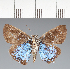  (Hesperiidae_gen sp. CF183 - CFC29253)  @11 [ ] copyright (2023) Center For Collection-Based Research Center For Collection-Based Research