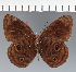  (Eunica sp. CF26 - CFC29284)  @11 [ ] copyright (2023) Center For Collection-Based Research Center For Collection-Based Research