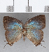 ( - CFC29330)  @11 [ ] Copyright (2020) Christer Fahraeus Center For Collection-Based Research