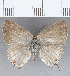  ( - CFC29351)  @13 [ ] Copyright (2020) Christer Fahraeus Center For Collection-Based Research