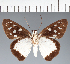  (Hesperiidae_gen sp. CF477 - CFC29371)  @11 [ ] copyright (2023) Center For Collection-Based Research Center For Collection-Based Research