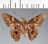  (Hesperiidae_gen sp. CF498 - CFC29375)  @11 [ ] copyright (2023) Center For Collection-Based Research Center For Collection-Based Research