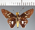  (Hesperiidae_gen sp. CF508 - CFC29378)  @11 [ ] copyright (2023) Center For Collection-Based Research Center For Collection-Based Research