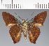  (Hesperiidae_gen sp. CF502 - CFC29381)  @11 [ ] copyright (2023) Center For Collection-Based Research Center For Collection-Based Research