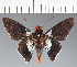  (Hesperiidae_gen sp. CF251 - CFC29395)  @11 [ ] copyright (2023) Center For Collection-Based Research Center For Collection-Based Research