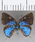  ( - CFC29422)  @11 [ ] Copyright (2020) Christer Fahraeus Center For Collection-Based Research