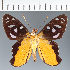  (Hesperiidae_gen sp. CF193 - CFC29487)  @11 [ ] copyright (2023) Center For Collection-Based Research Center For Collection-Based Research