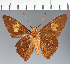  (Hesperiidae_gen sp. CF191 - CFC29494)  @11 [ ] copyright (2023) Center For Collection-Based Research Center For Collection-Based Research