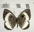  ( - CFC02950)  @11 [ ] Copyright (2018) Christer Fahraeus Center For Collection-Based Research