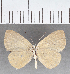  (Theope sp. CF90 - CFC29605)  @11 [ ] copyright (2021) Center For Collection-Based Research Center For Collection-Based Research