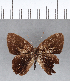  ( - CFC02964)  @11 [ ] Copyright (2018) Christer Fahraeus Center For Collection-Based Research