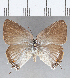  ( - CFC29741)  @13 [ ] Copyright (2020) Christer Fahraeus Center For Collection-Based Research