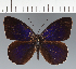  (Eunica sp. CF08 - CFC29768)  @11 [ ] copyright (2023) Center For Collection-Based Research Center For Collection-Based Research