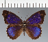  (Eunica sp. CF27 - CFC29776)  @11 [ ] copyright (2023) Center For Collection-Based Research Center For Collection-Based Research