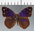  (Eunica sp. CF28 - CFC29799)  @11 [ ] copyright (2023) Center For Collection-Based Research Center For Collection-Based Research