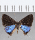  ( - CFC29811)  @11 [ ] Copyright (2020) Christer Fahraeus Center For Collection-Based Research