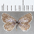  (Hemiargus sp. CF11 - CFC29901)  @11 [ ] copyright (2020) Christer Fahraeus Center For Collection-Based Research