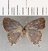  ( - CFC29920)  @11 [ ] Copyright (2020) Christer Fahraeus Center For Collection-Based Research