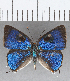  ( - CFC29939)  @11 [ ] Copyright (2020) Christer Fahraeus Center For Collection-Based Research