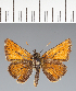  (Hesperiidae_gen sp. CF290 - CFC29983)  @11 [ ] copyright (2023) Center For Collection-Based Research Center For Collection-Based Research