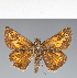  (Hesperiidae_gen sp. CF289 - CFC29984)  @11 [ ] copyright (2023) Center For Collection-Based Research Center For Collection-Based Research