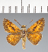 (Hesperiidae_gen sp. CF294 - CFC29985)  @11 [ ] copyright (2023) Center For Collection-Based Research Center For Collection-Based Research