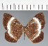  ( - CFC30043)  @11 [ ] copyright (2022) Center For Collection-Based Research Center For Collection-Based Research