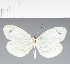  (Pieridae_gen sp. CF112 - CFC30102)  @11 [ ] copyright (2023) Center For Collection-Based Research Center For Collection-Based Research