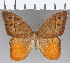  ( - CFC30177)  @11 [ ] Copyright (2019) Christer Fahraeus Center For Collection-Based Research