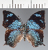  ( - CFC30271)  @11 [ ] copyright (2023) Center For Collection-Based Research Center For Collection-Based Research