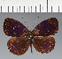  (Eunica sp. CF29 - CFC30308)  @11 [ ] copyright (2023) Center For Collection-Based Research Center For Collection-Based Research