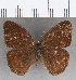  (Nubila purusana - CFC30322)  @11 [ ] copyright (2020) Christer Fahraeus Center For Collection-Based Research