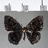  ( - CFC03034)  @11 [ ] Copyright (2018) Christer Fahraeus Center For Collection-Based Research