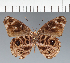  (Eunica sp. CF30 - CFC30353)  @11 [ ] copyright (2023) Center For Collection-Based Research Center For Collection-Based Research