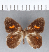  ( - CFC03036)  @11 [ ] Copyright (2018) Christer Fahraeus Center For Collection-Based Research