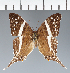  (Marpesia sp. CF07 - CFC30407)  @11 [ ] copyright (2023) Center For Collection-Based Research Center For Collection-Based Research