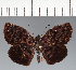  (Hesperiidae_gen sp. CF571 - CFC30409)  @11 [ ] copyright (2023) Center For Collection-Based Research Center For Collection-Based Research