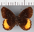  (Pedaliodes sp. CF02 - CFC30436)  @11 [ ] copyright (2021) Center For Collection-Based Research Center For Collection-Based Research